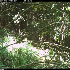 Acanthiza lineata at Jamberoo, NSW - 27 Oct 2024 08:49 AM