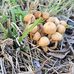 Coprinellus disseminatus at Whitlam, ACT - 11 Jun 2025 by sangio7