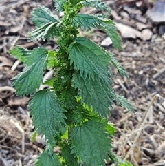 Urtica urens (Small Nettle) at Whitlam, ACT - 11 Jun 2025 by sangio7
