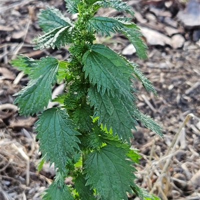 Urtica urens (Small Nettle) at Whitlam, ACT - 11 Jun 2025 by sangio7