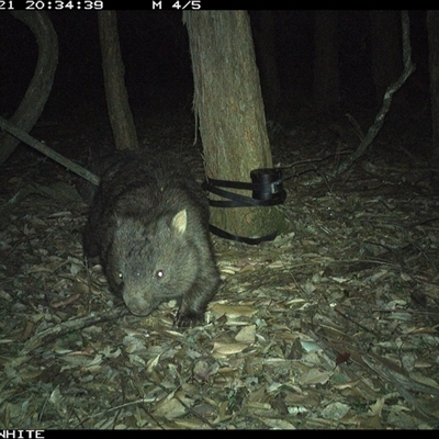 Vombatus ursinus (Common wombat, Bare-nosed Wombat) at Kangaroo Valley, NSW - 21 Oct 2024 by CatherineGorman