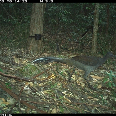 Menura novaehollandiae (Superb Lyrebird) at Kangaroo Valley, NSW - 5 Nov 2024 by CatherineGorman