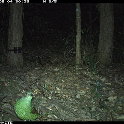 Ptilonorhynchus violaceus (Satin Bowerbird) at Kangaroo Valley, NSW - 8 Nov 2024 by CatherineGorman