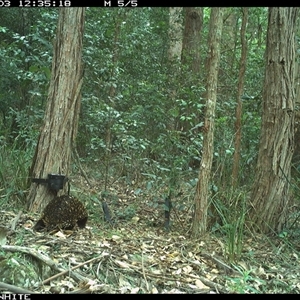 Tachyglossus aculeatus (Short-beaked Echidna) at Kangaroo Valley, NSW - 3 Dec 2024 by CatherineGorman