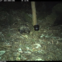 Tachyglossus aculeatus (Short-beaked Echidna) at Kangaroo Valley, NSW - 17 Sep 2024 by CatherineGorman