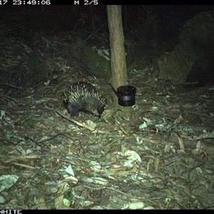 Tachyglossus aculeatus (Short-beaked Echidna) at Kangaroo Valley, NSW - 17 Sep 2024 by CatherineGorman
