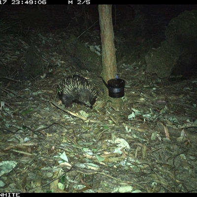 Tachyglossus aculeatus (Short-beaked Echidna) at Kangaroo Valley, NSW - 17 Sep 2024 by CatherineGorman