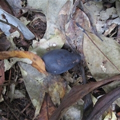 Endiandra sankeyana at Syndicate, QLD - 26 Sep 2022 09:49 AM