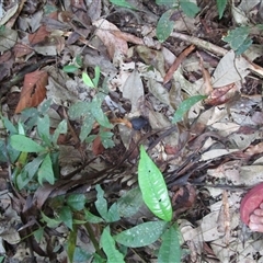 Endiandra sankeyana at Syndicate, QLD - 26 Sep 2022 09:49 AM