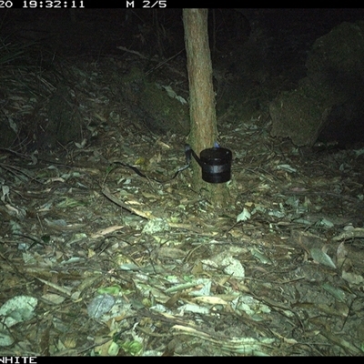 Antechinus sp. (genus) (Unidentified Antechinus) at Kangaroo Valley, NSW - 20 Sep 2024 by CatherineGorman