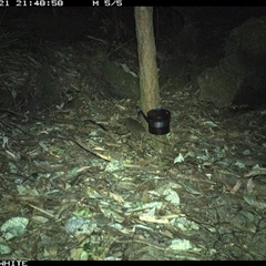 Rattus fuscipes (Bush Rat) at Kangaroo Valley, NSW - 21 Sep 2024 by CatherineGorman