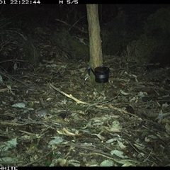 Antechinus flavipes at Kangaroo Valley, NSW - 1 Oct 2024 by CatherineGorman