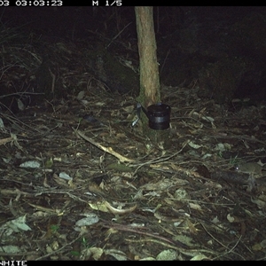 Antechinus flavipes at Kangaroo Valley, NSW - 3 Oct 2024 by CatherineGorman