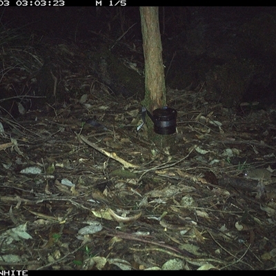 Antechinus flavipes at Kangaroo Valley, NSW - 3 Oct 2024 by CatherineGorman