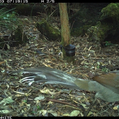 Menura novaehollandiae (Superb Lyrebird) at Kangaroo Valley, NSW - 3 Oct 2024 by CatherineGorman