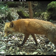Vulpes vulpes (Red Fox) at Kangaroo Valley, NSW - 4 Oct 2024 by CatherineGorman