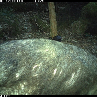 Vombatus ursinus (Common wombat, Bare-nosed Wombat) at Kangaroo Valley, NSW - 6 Oct 2024 by CatherineGorman