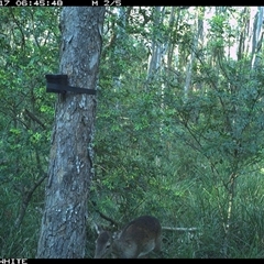Dama dama at Kangaroo Valley, NSW - 17 Oct 2024 by CatherineGorman