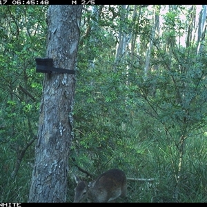 Dama dama at Kangaroo Valley, NSW - 17 Oct 2024 by CatherineGorman