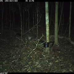 Trichosurus vulpecula (Common Brushtail Possum) at Kangaroo Valley, NSW - 25 Oct 2024 by CatherineGorman
