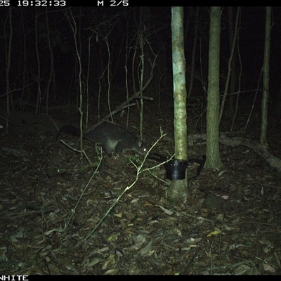 Trichosurus vulpecula (Common Brushtail Possum) at Kangaroo Valley, NSW - 25 Oct 2024 by CatherineGorman