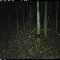 Alectura lathami at Kangaroo Valley, NSW - 26 Oct 2024 05:24 AM