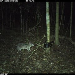 Perameles nasuta (Long-nosed Bandicoot) at Kangaroo Valley, NSW - 27 Oct 2024 by CatherineGorman
