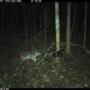 Perameles nasuta (Long-nosed Bandicoot) at Kangaroo Valley, NSW - 27 Oct 2024 by CatherineGorman