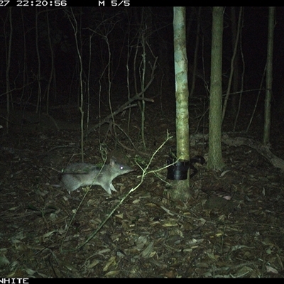 Perameles nasuta (Long-nosed Bandicoot) at Kangaroo Valley, NSW - 27 Oct 2024 by CatherineGorman