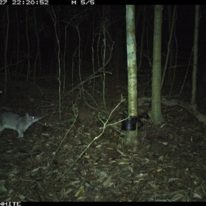Perameles nasuta at Kangaroo Valley, NSW - 27 Oct 2024 10:20 PM