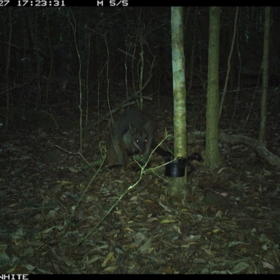 Wallabia bicolor (Swamp Wallaby) at Kangaroo Valley, NSW - 27 Oct 2024 by CatherineGorman