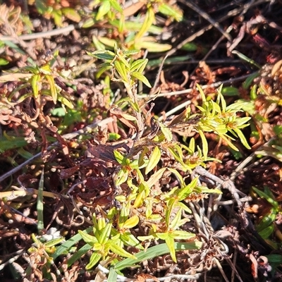 Persicaria prostrata (Creeping Knotweed) at Whitlam, ACT - 11 Jun 2025 by sangio7
