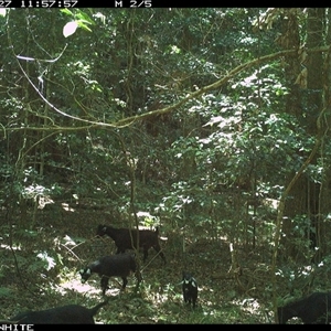 Capra hircus (Goat, Feral Goat) at Kangaroo Valley, NSW - 27 Oct 2024 by CatherineGorman