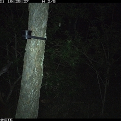 Cervidae (family) (Deer (unknown species)) at Kangaroo Valley, NSW - 21 Oct 2024 by CatherineGorman