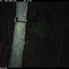 Cervidae (family) at Kangaroo Valley, NSW - 21 Oct 2024 07:25 PM