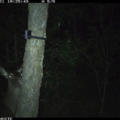 Cervidae (family) at Kangaroo Valley, NSW - 21 Oct 2024 07:25 PM