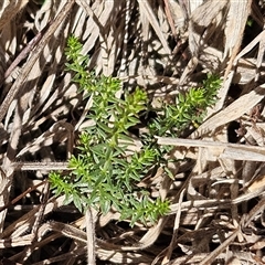 Asperula conferta (Common Woodruff) at Whitlam, ACT - 11 Jun 2025 by sangio7