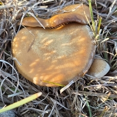 Agarics at Yass River, NSW - Yesterday by SenexRugosus