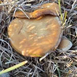 Agarics at Yass River, NSW - 12 Jun 2025 by SenexRugosus