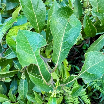 Hedycarya angustifolia (Austral Mulberry) at Sherbrooke, VIC - 12 Jun 2025 by Hejor1