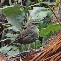 Sericornis frontalis (White-browed Scrubwren) at Sherbrooke, VIC - 12 Jun 2025 by Hejor1