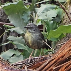 Sericornis frontalis at Sherbrooke, VIC - 12 Jun 2025 03:17 PM