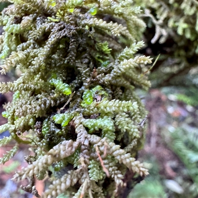 Lembophyllum clandestinum at Sherbrooke, VIC - 12 Jun 2025 by Hejor1