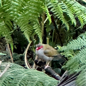 Neochmia temporalis (Red-browed Finch) at Sherbrooke, VIC - 12 Jun 2025 by Hejor1