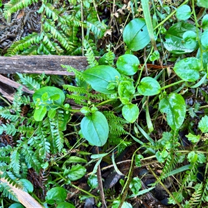 Hackelia latifolia (Forest Hound's Tongue) at Sherbrooke, VIC - 12 Jun 2025 by Hejor1
