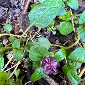 Prunella vulgaris (Self-heal, Heal All) at Sherbrooke, VIC - 12 Jun 2025 by Hejor1