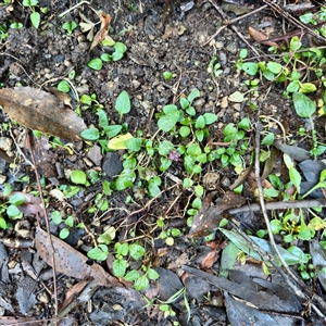 Prunella vulgaris at Sherbrooke, VIC - 12 Jun 2025 03:42 PM
