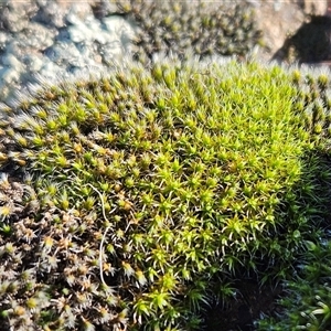 Grimmia sp. at Whitlam, ACT - 11 Jun 2025 by sangio7