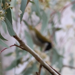 Melithreptus lunatus (White-naped Honeyeater) at West Wodonga, VIC - 11 Jun 2025 by KylieWaldon