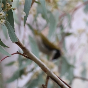 Melithreptus lunatus at West Wodonga, VIC - 11 Jun 2025 11:58 AM